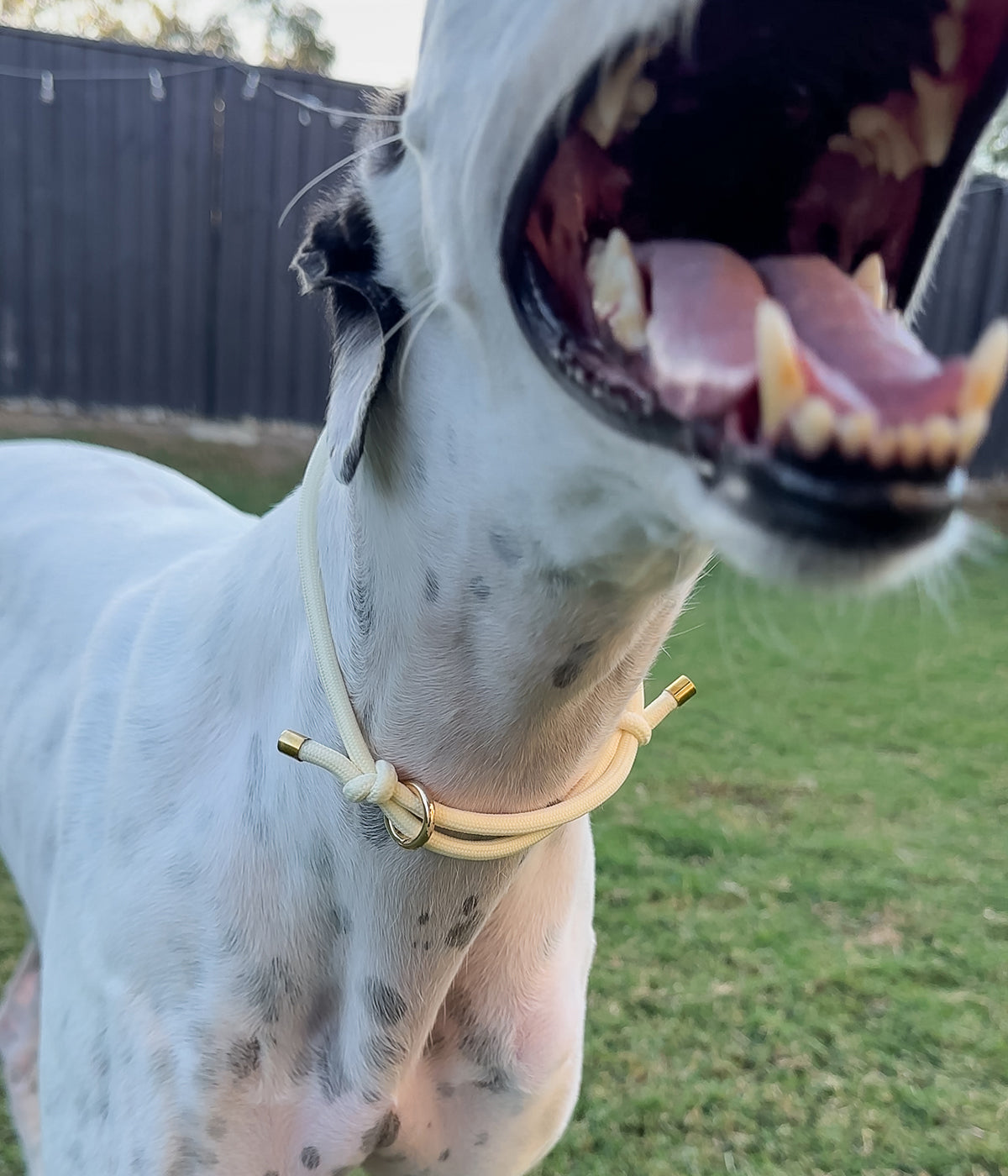 House Collar - Lemonade