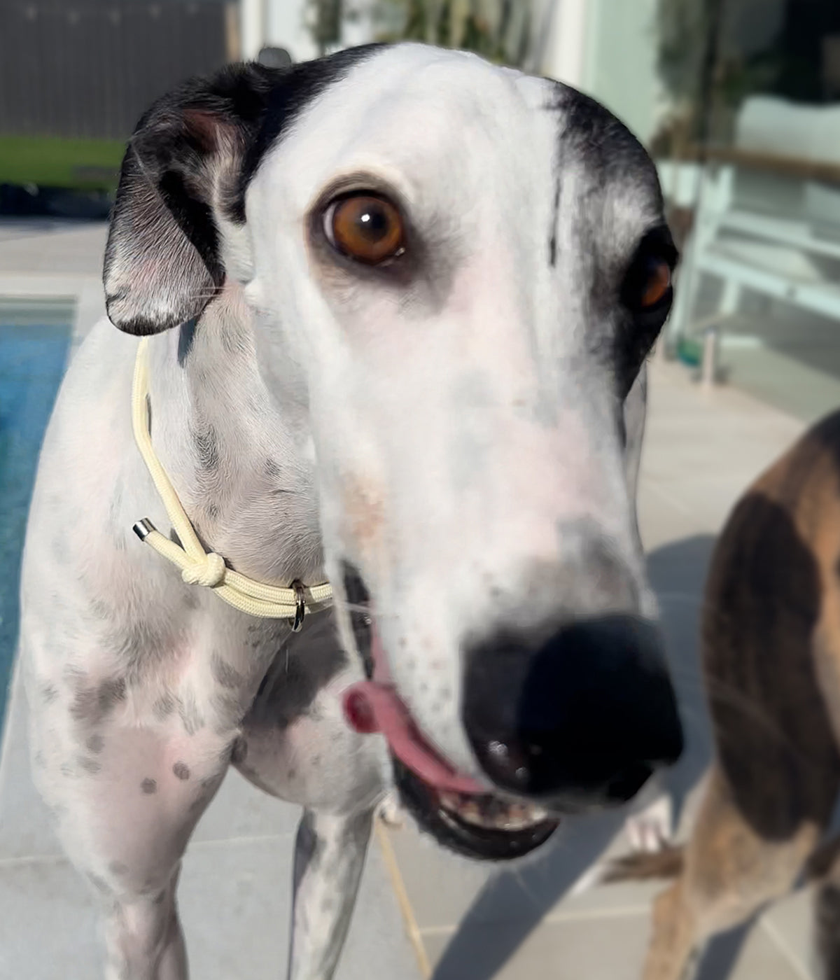 House Collar - Lemonade