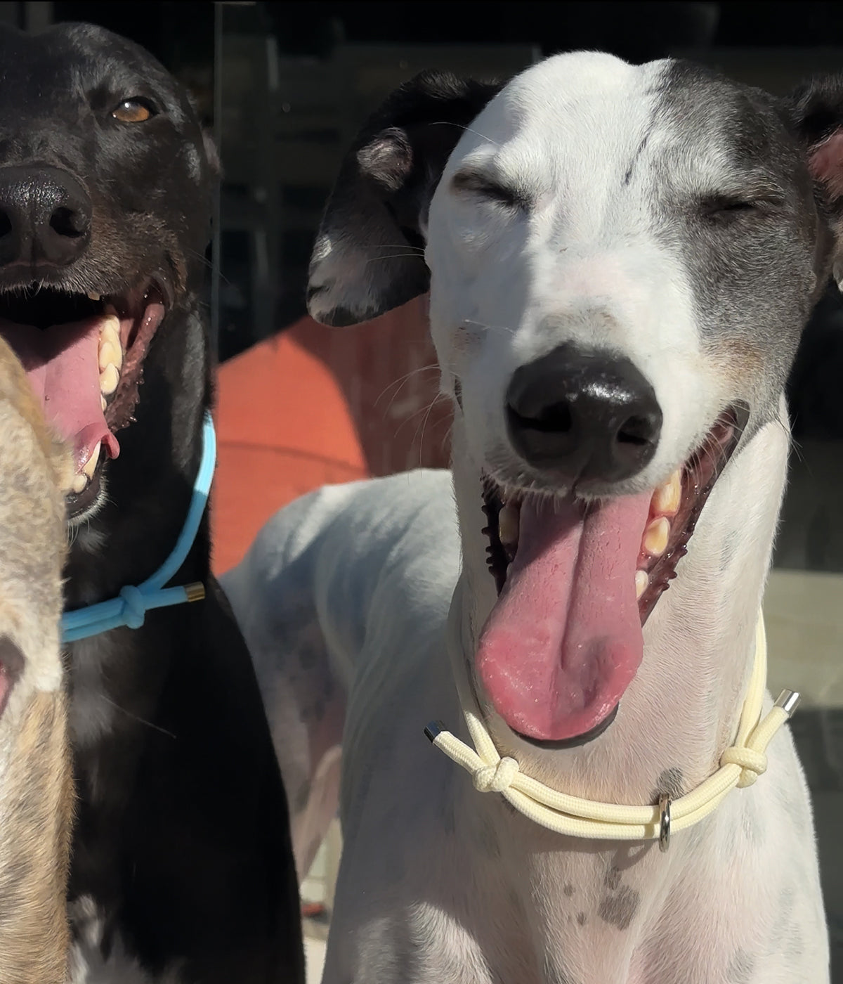 House Collar - Lemonade