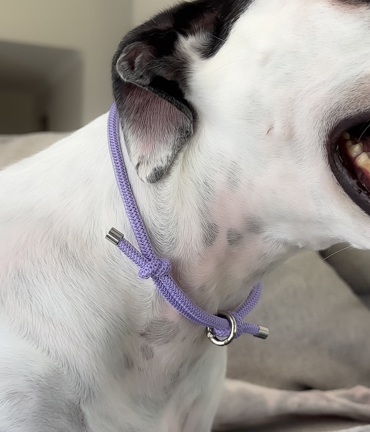 Waffle House Collar - Luna&