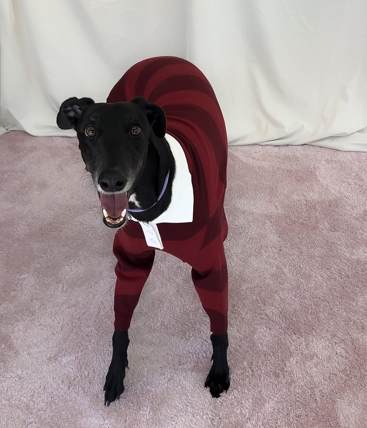 Maroons Polo