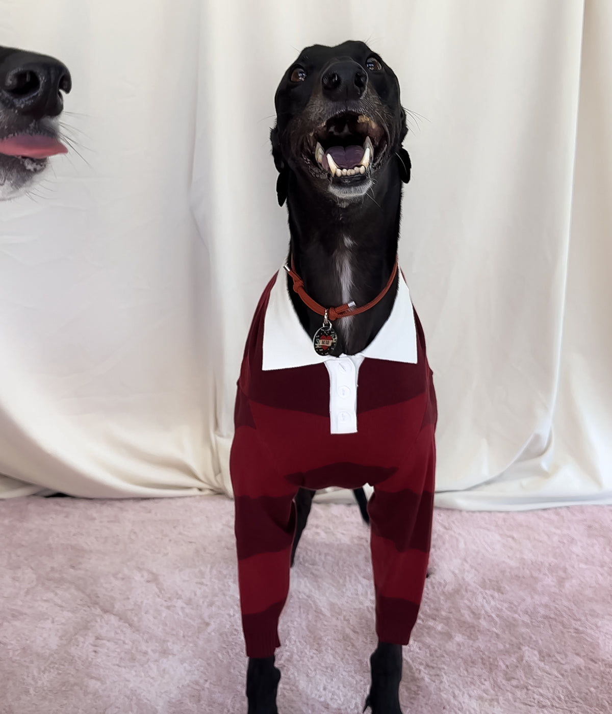 Maroons Polo