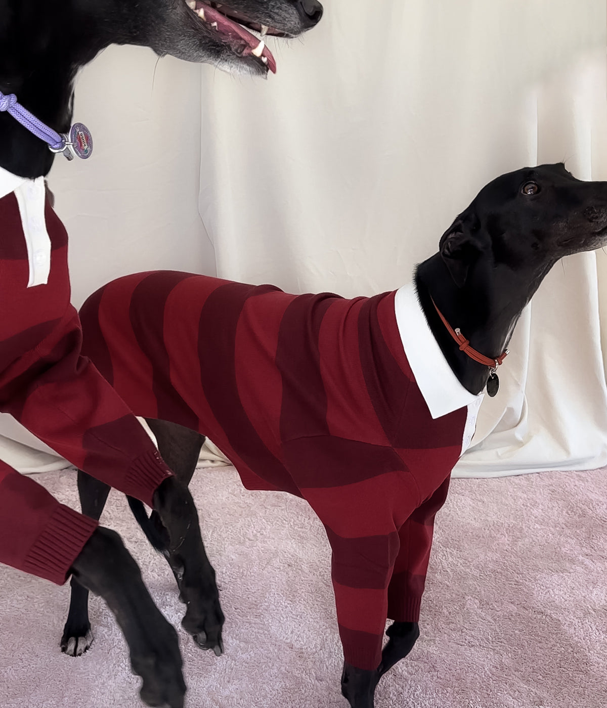 Maroons Polo