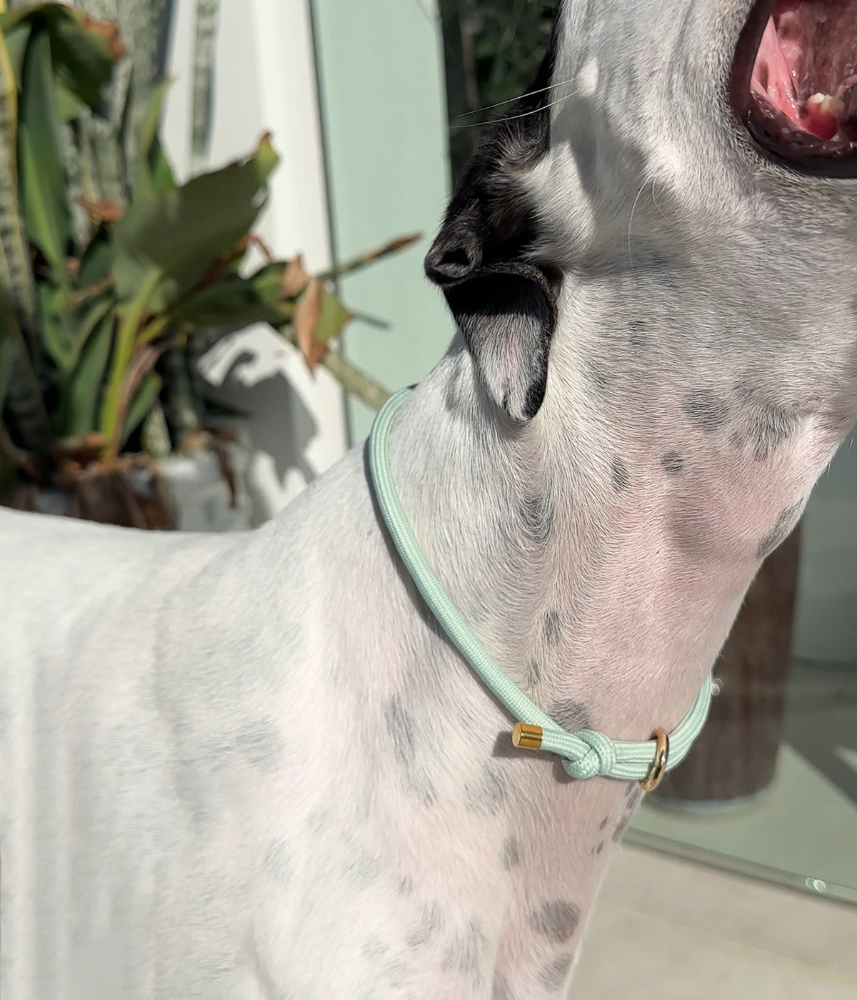 House Collar - Matcha