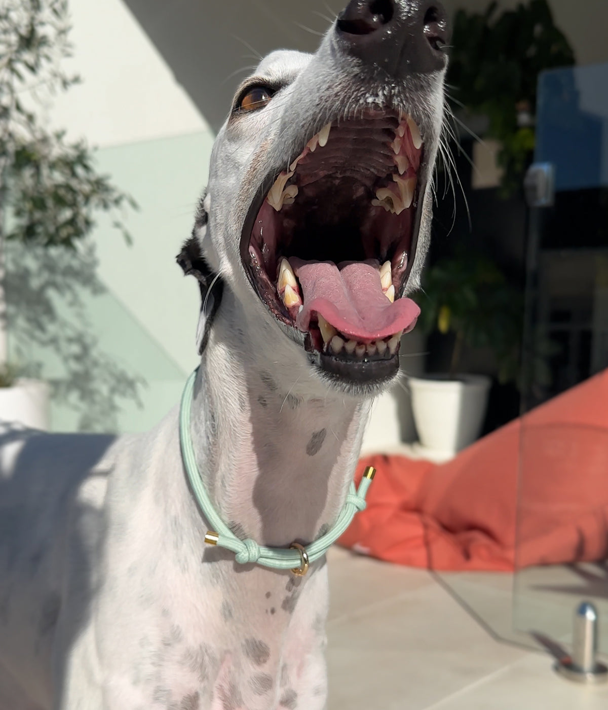 House Collar - Matcha