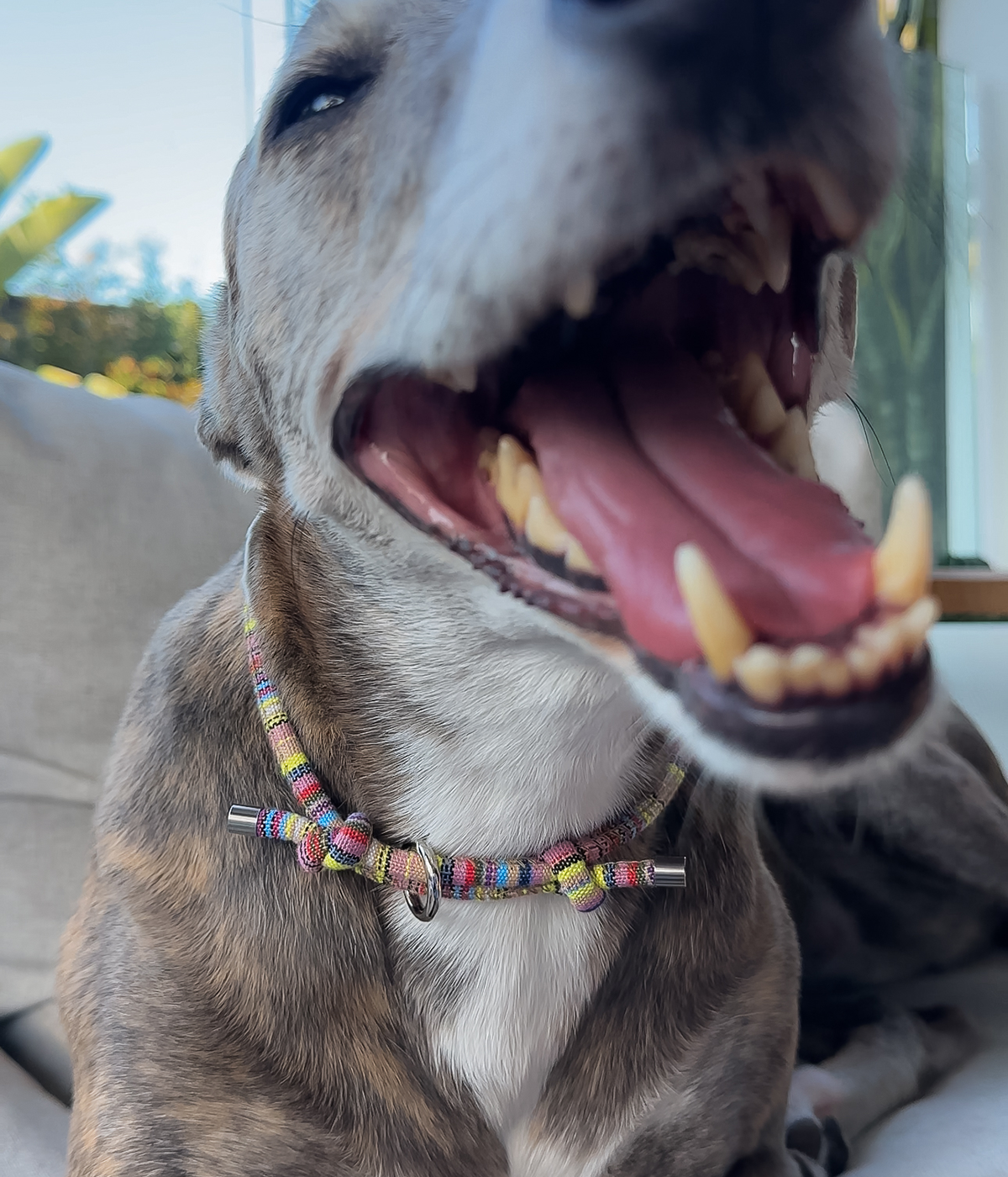 Boho House Collar - Meadow