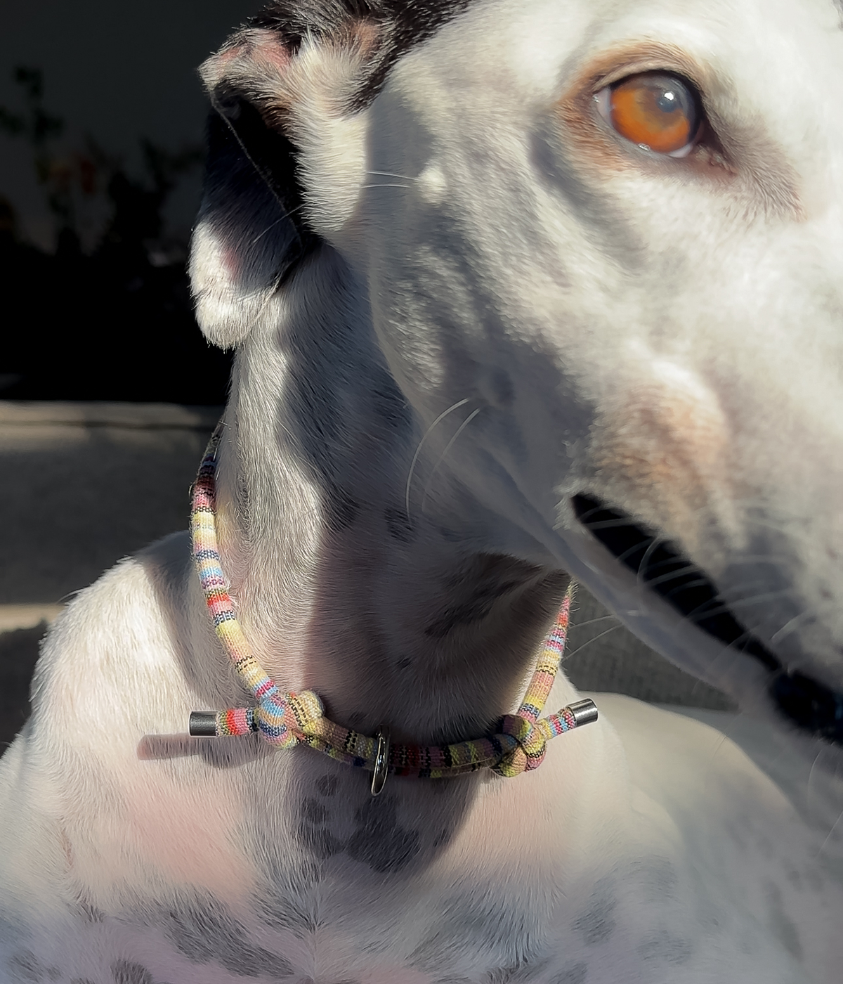 Boho House Collar - Meadow
