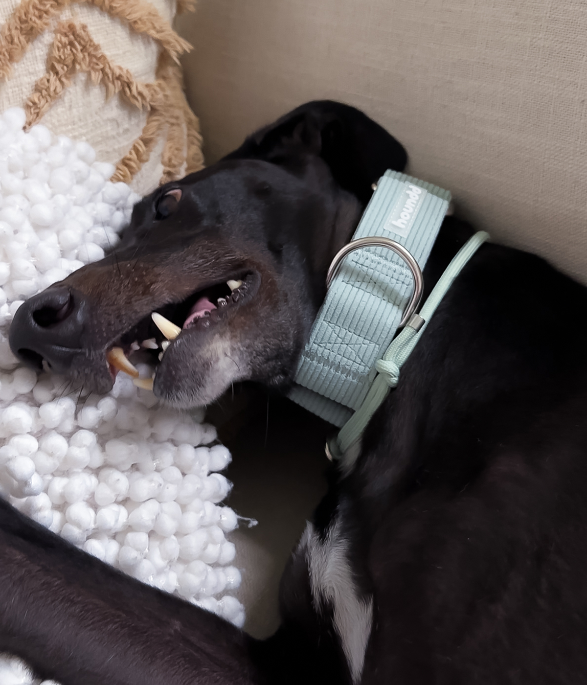 Martingale Collar - Corduroy