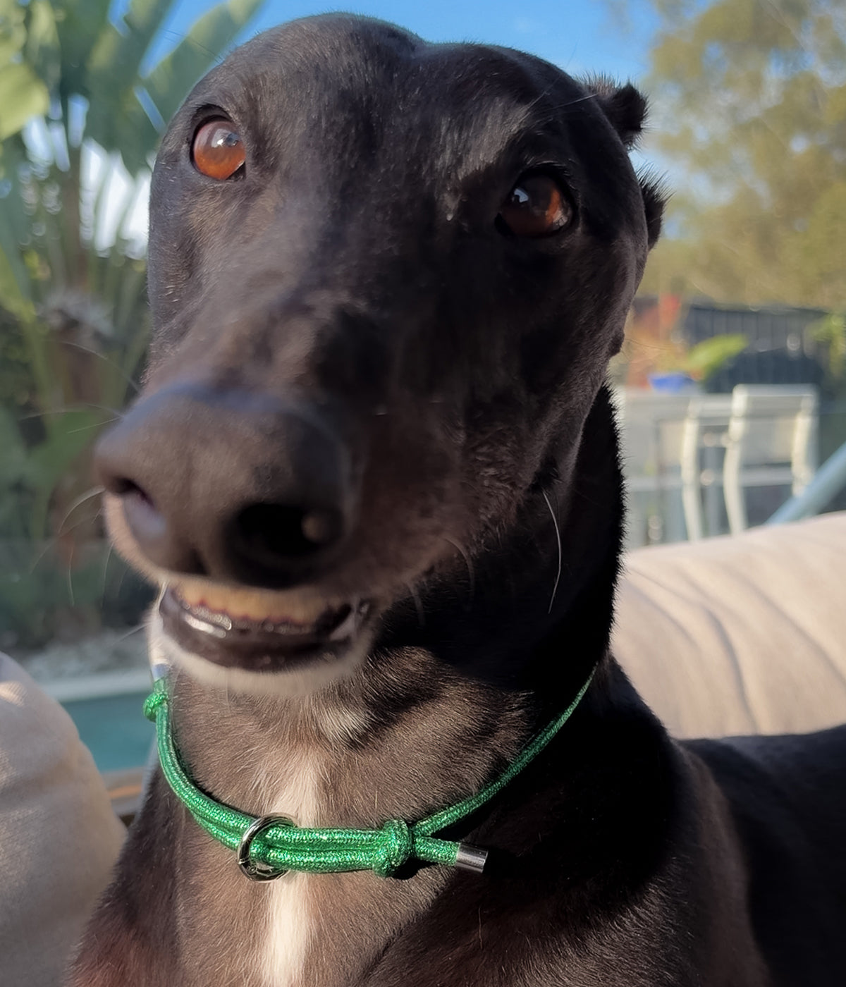 Glitter House Collar - Mistletoe