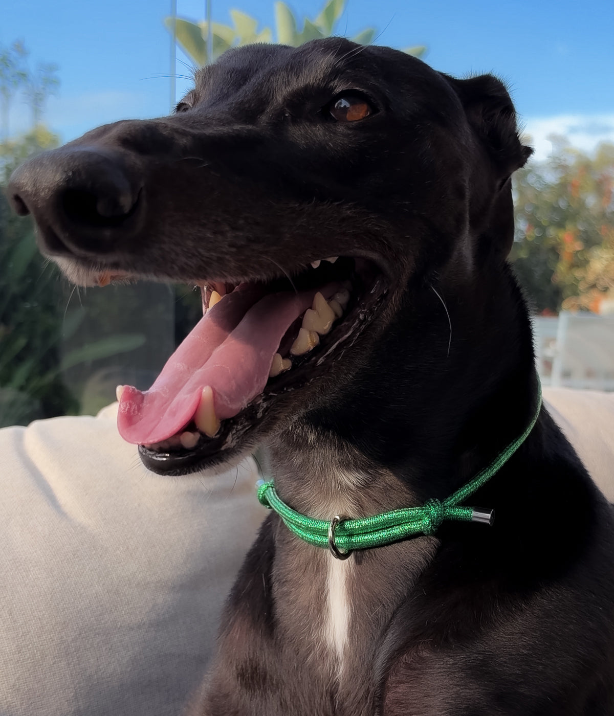 Glitter House Collar - Mistletoe