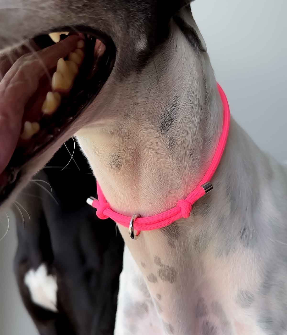 House Collar - Neon Pink