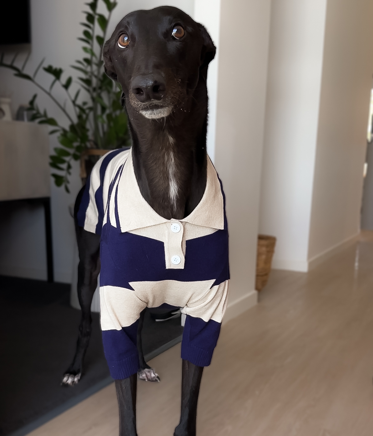 Old Money Navy Polo