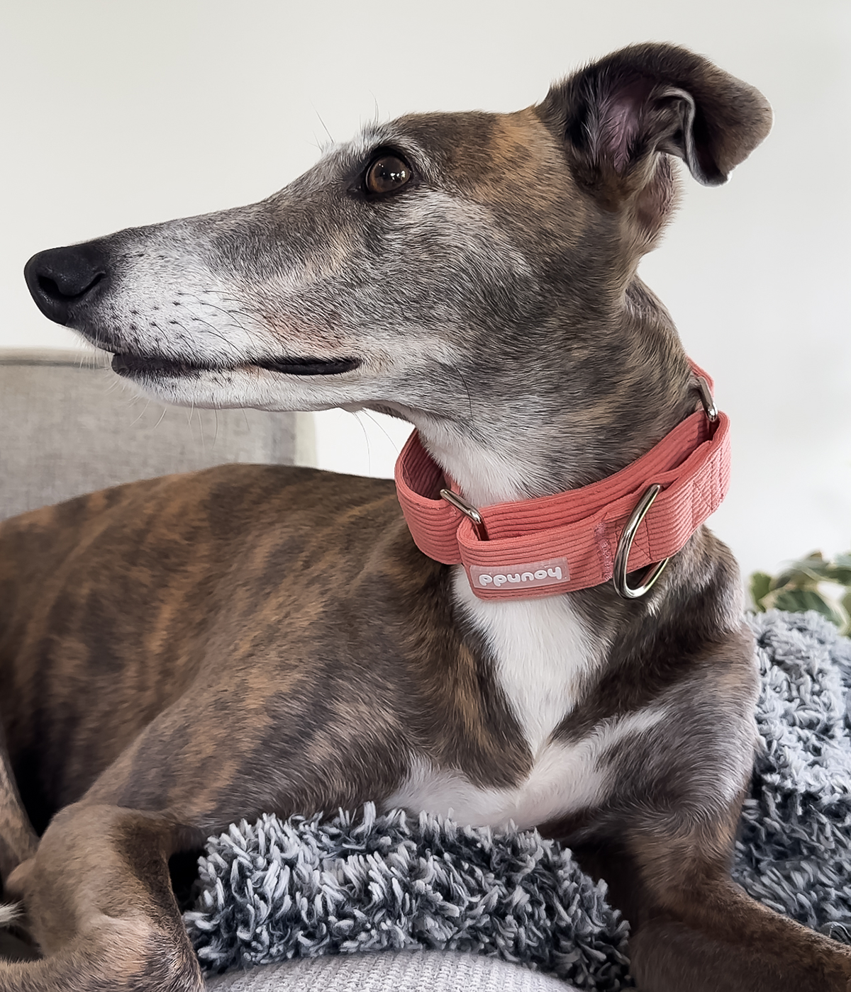 Martingale Collar - Corduroy