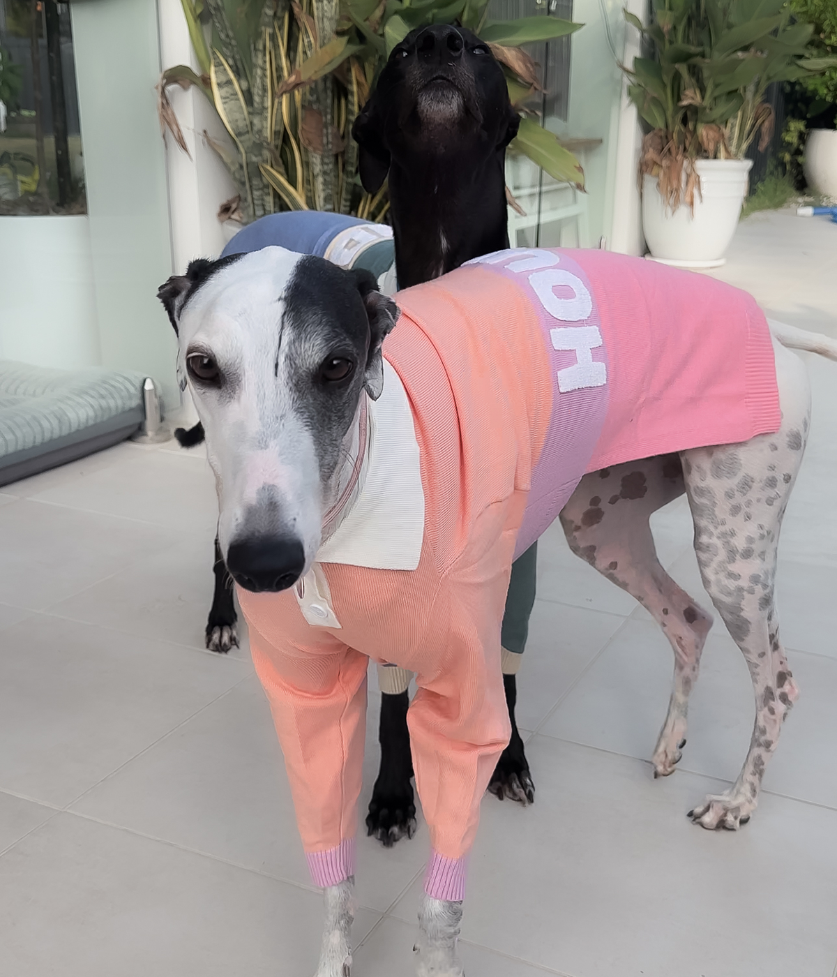 Peach Please Polo