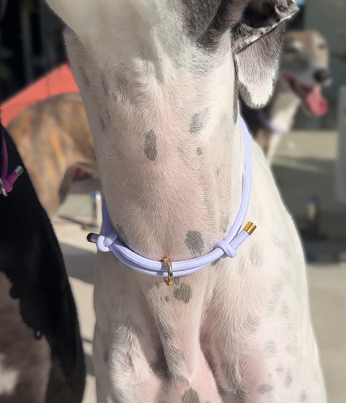 House Collar - Peach&