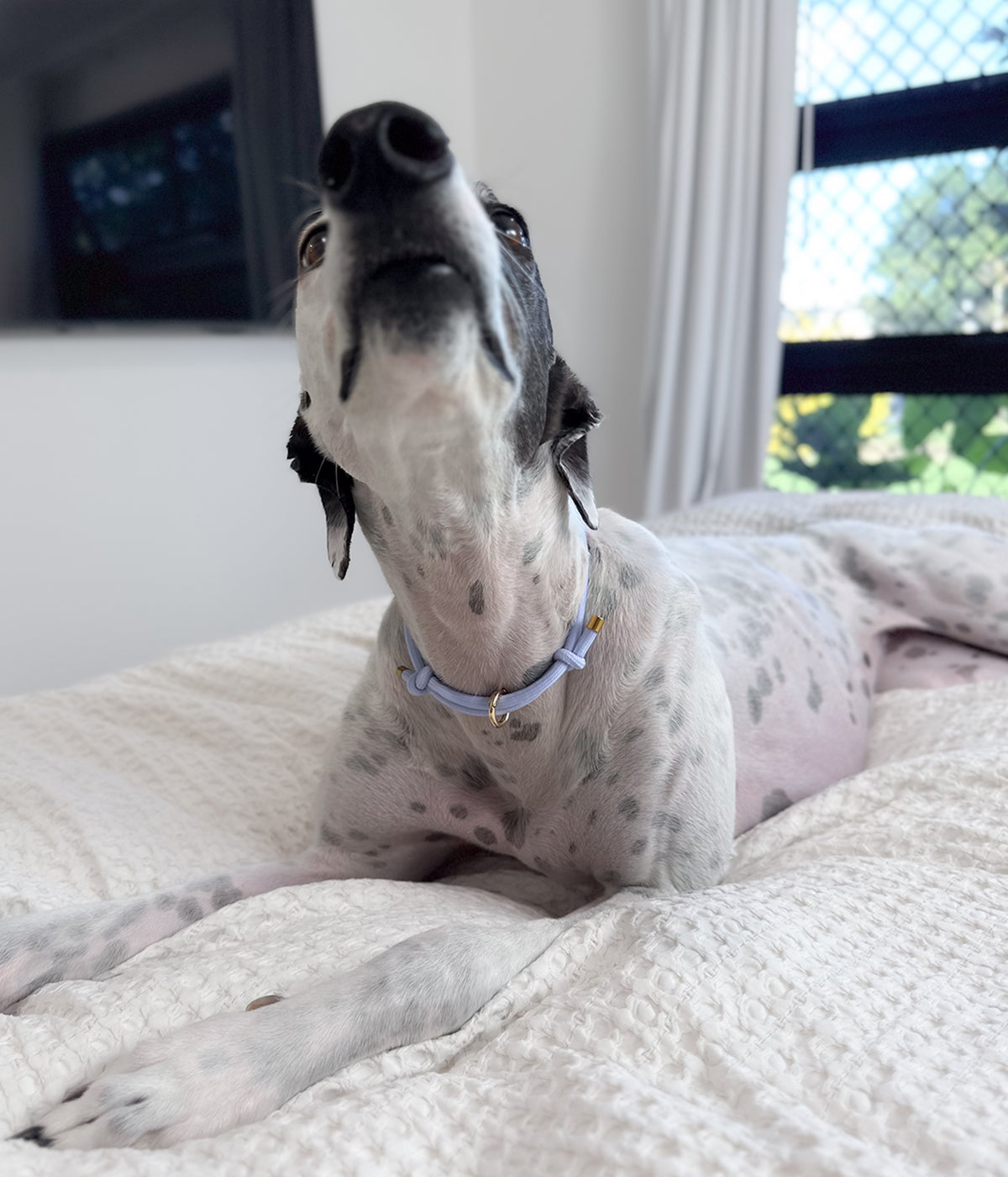 House Collar - Peach&