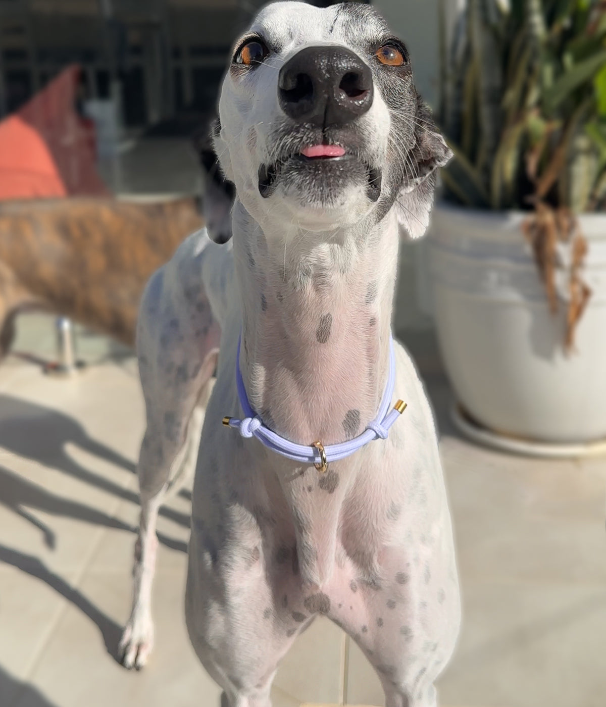 House Collar - Peach&