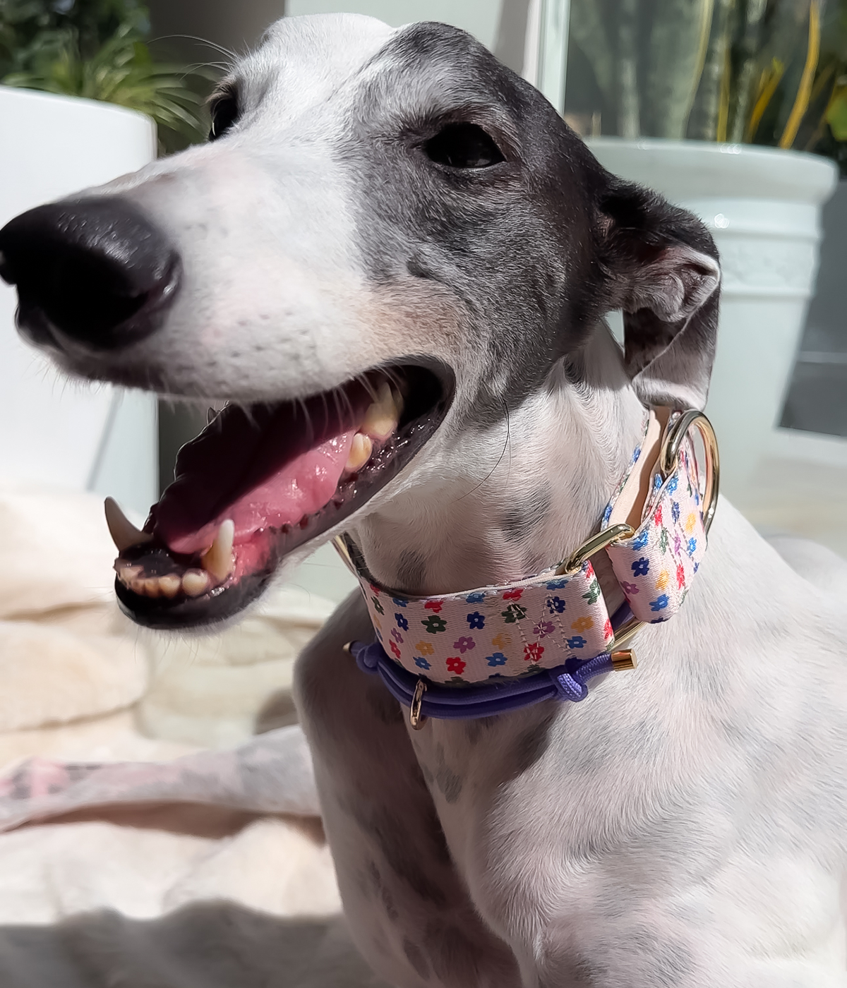 Martingale Collar - Petal Party