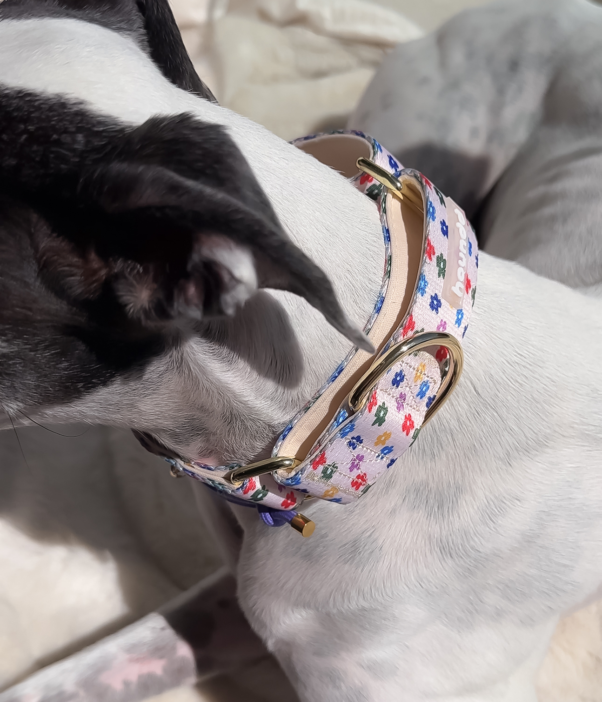Martingale Collar - Petal Party