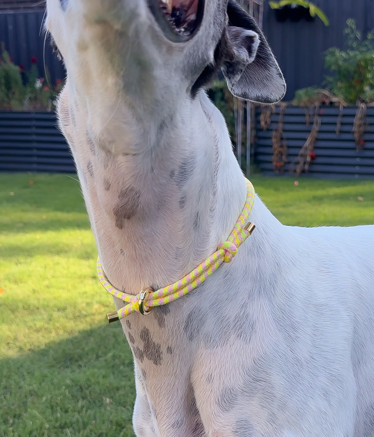 House Collar - Pineapple Punch