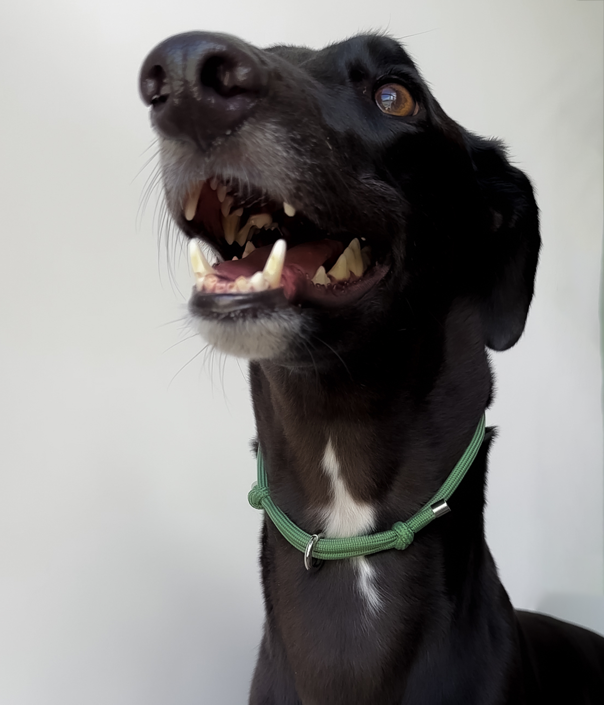 House Collar - Pistachio