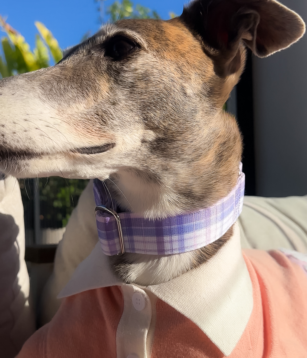 Martingale Collar - Plaid