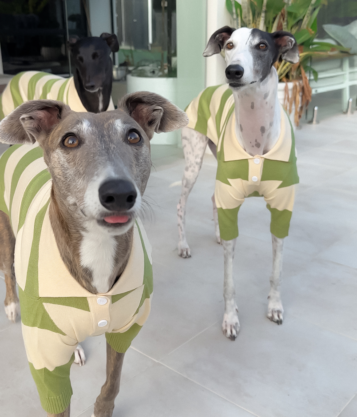 Green Eggs and Ham Polo