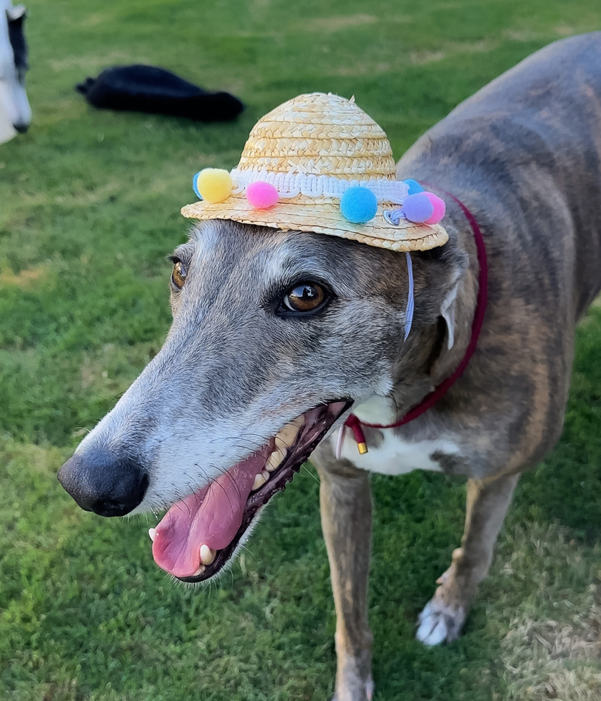 Pom Pom Sun Hat