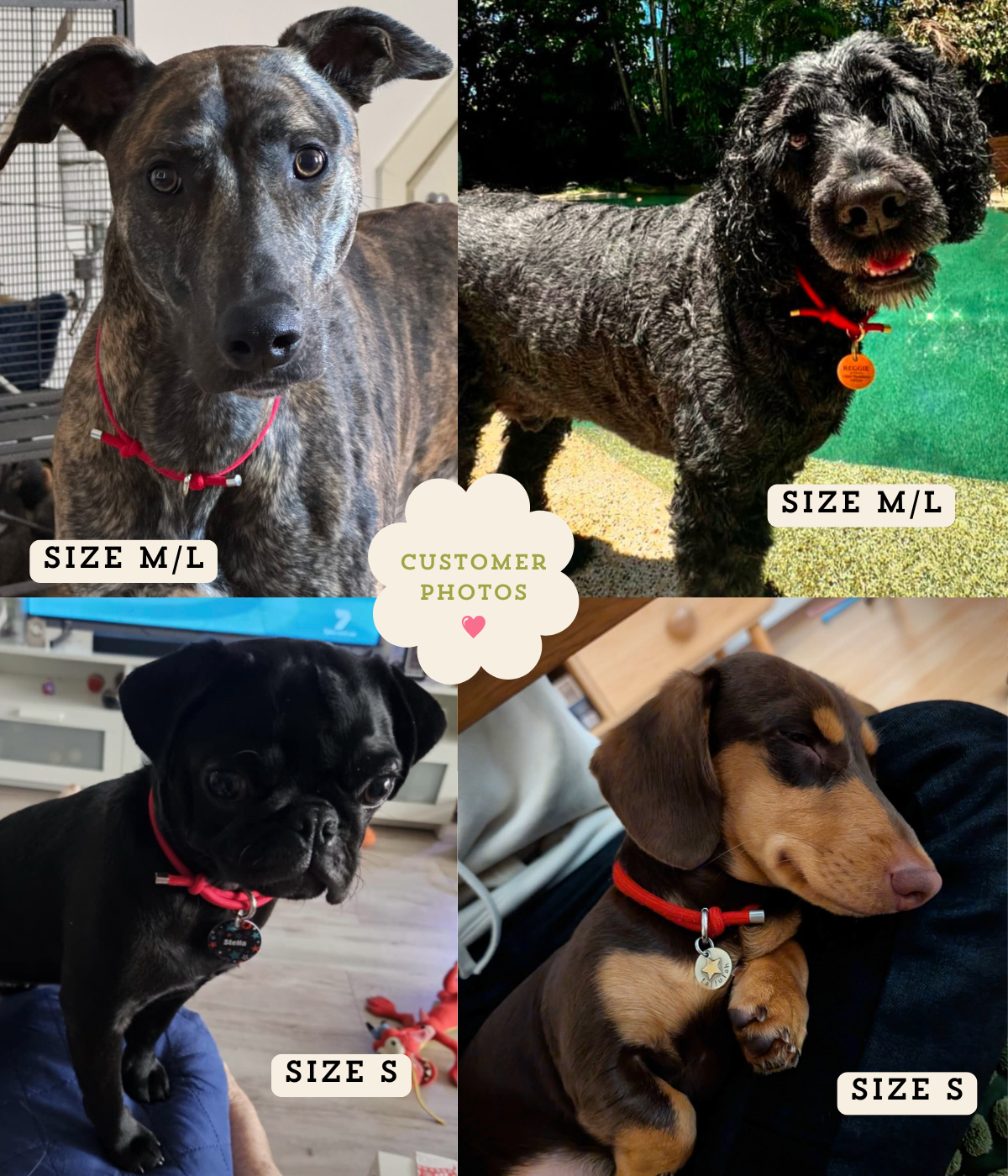 House Collar - Cherry Red