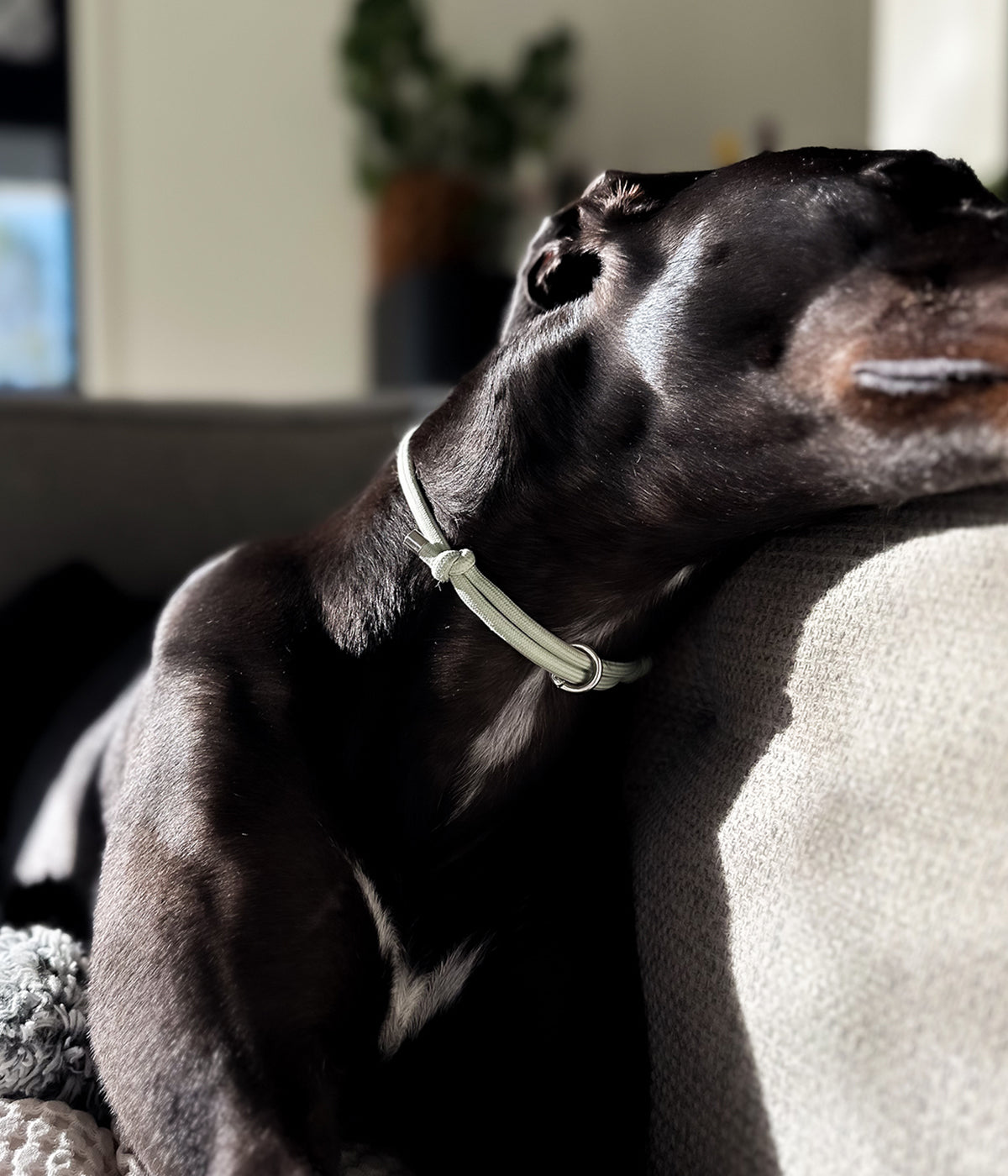 House Collar - Matcha