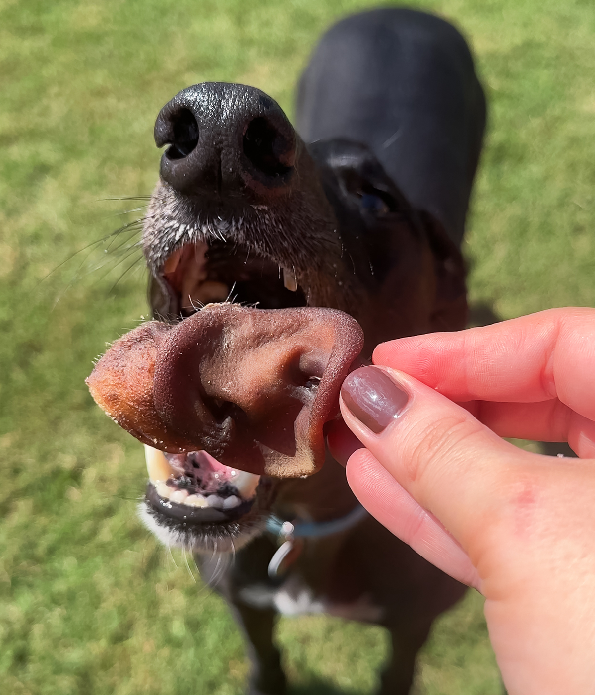 Pork Snouts