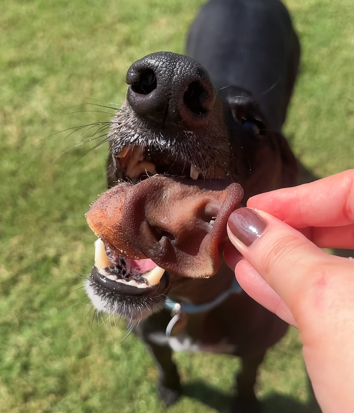 Pork Snouts