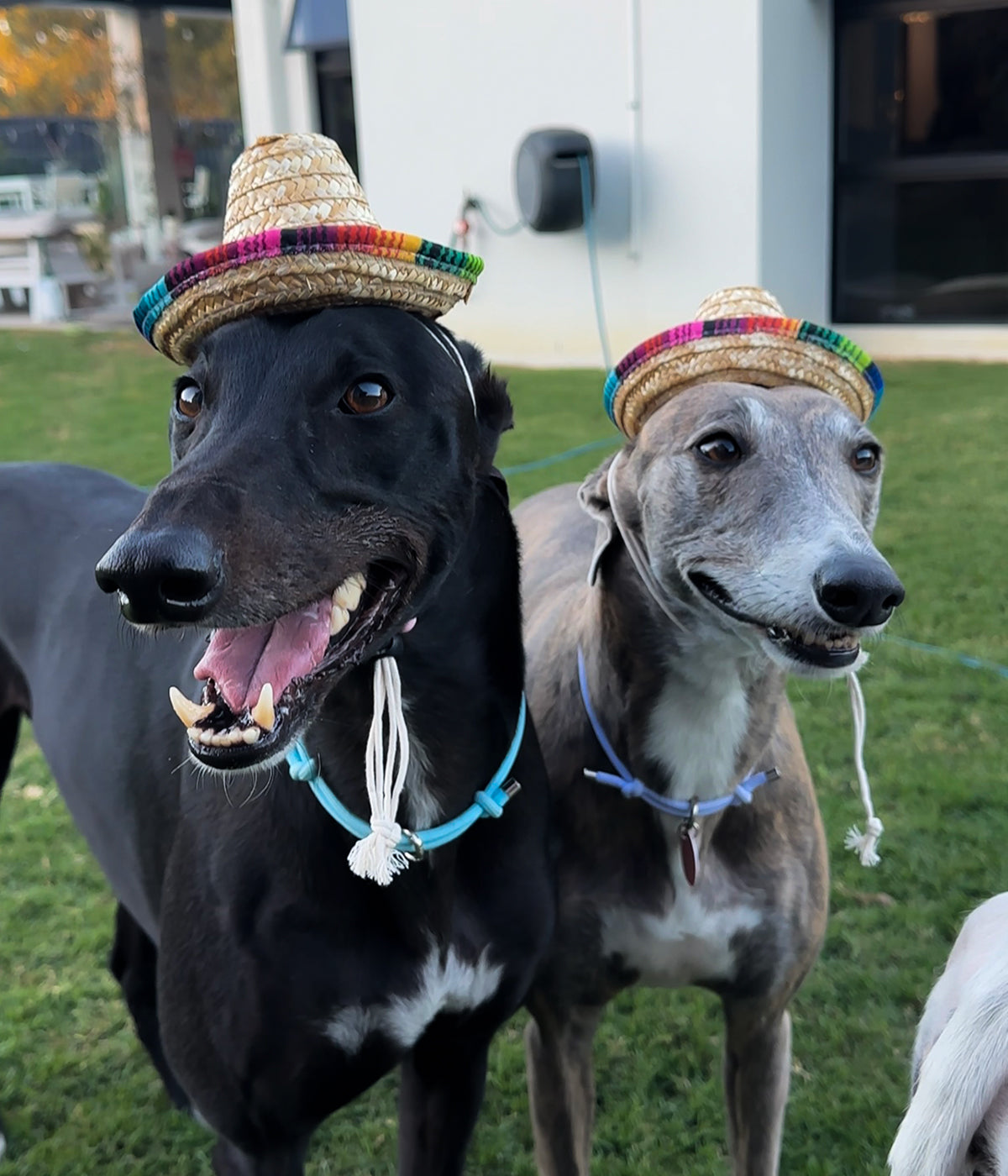 Sombrero