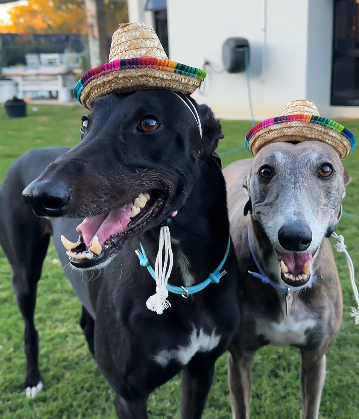 Sombrero