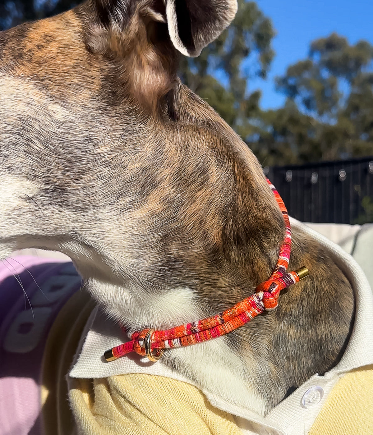 Tequila Mockingbird House Collar