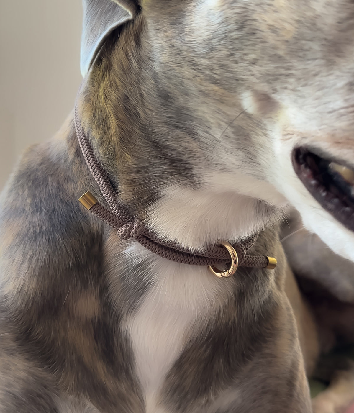 Waffle House Collar - Truffle