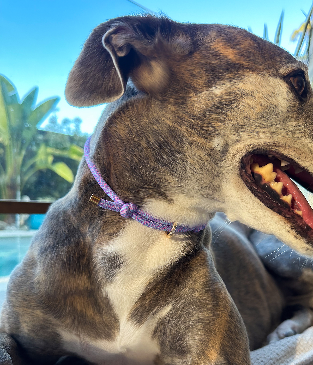 House Collar - Tutti Frutti