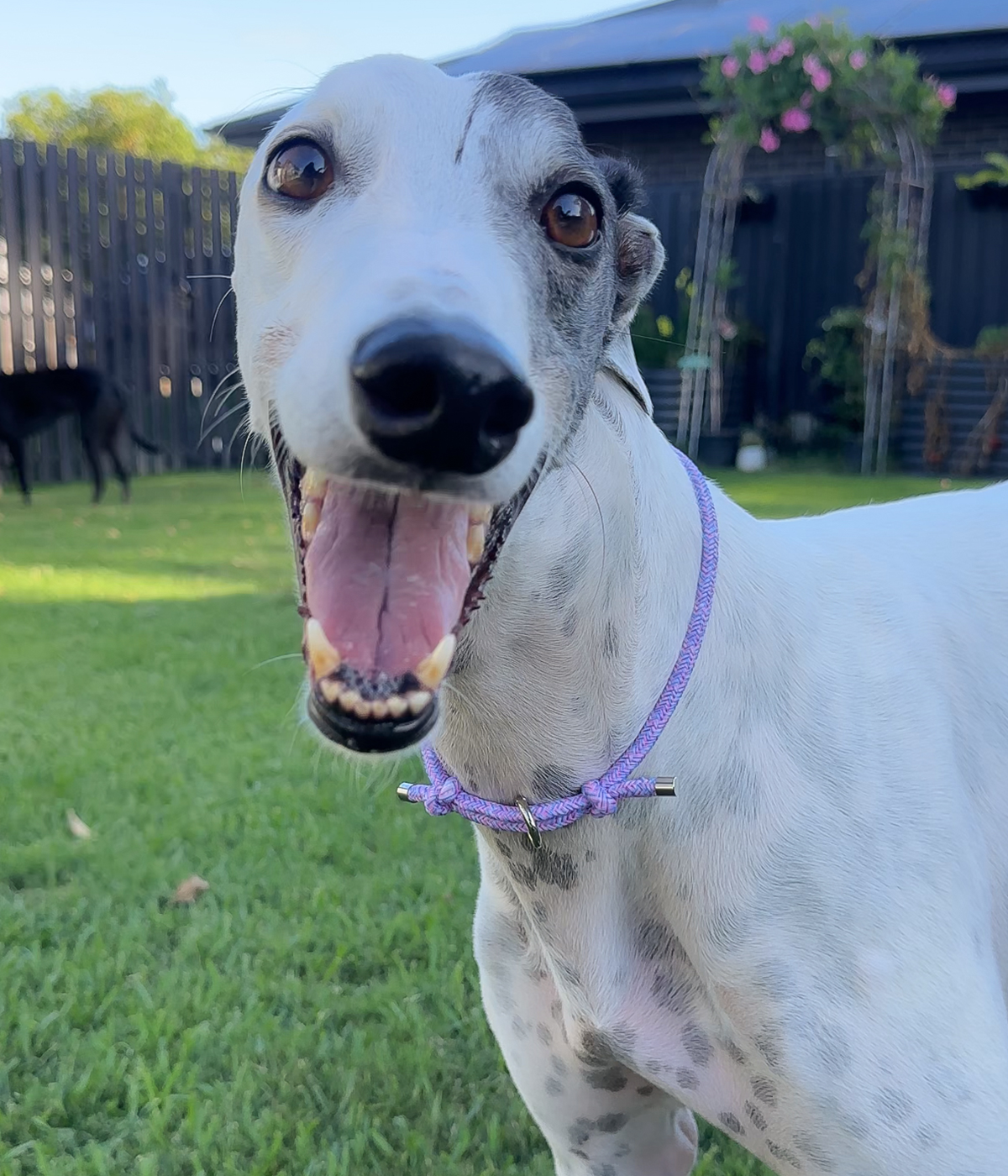 House Collar - Tutti Frutti