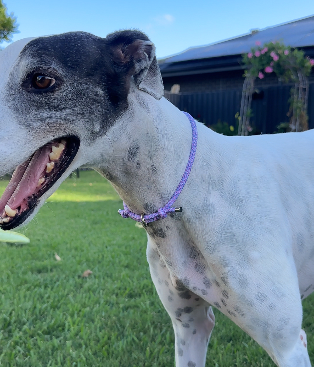 House Collar - Tutti Frutti