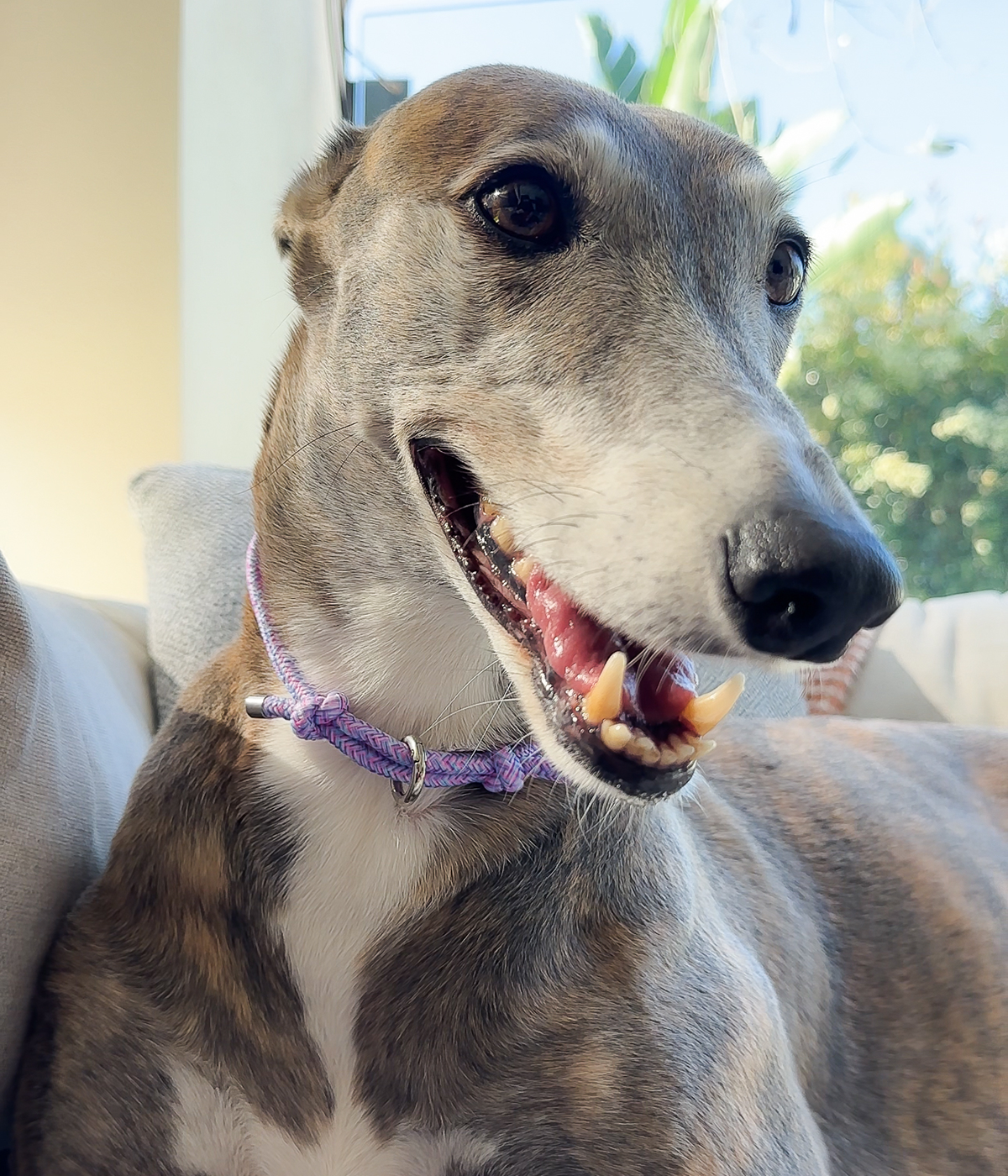 House Collar - Tutti Frutti