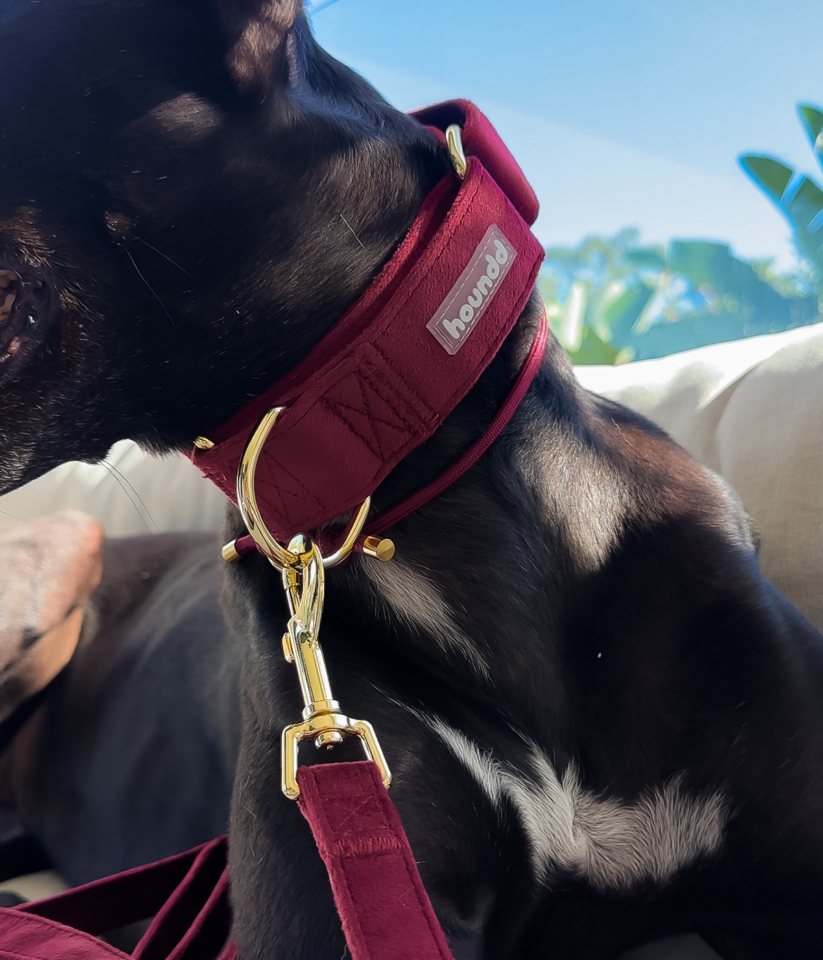 Martingale Collar - Velvet