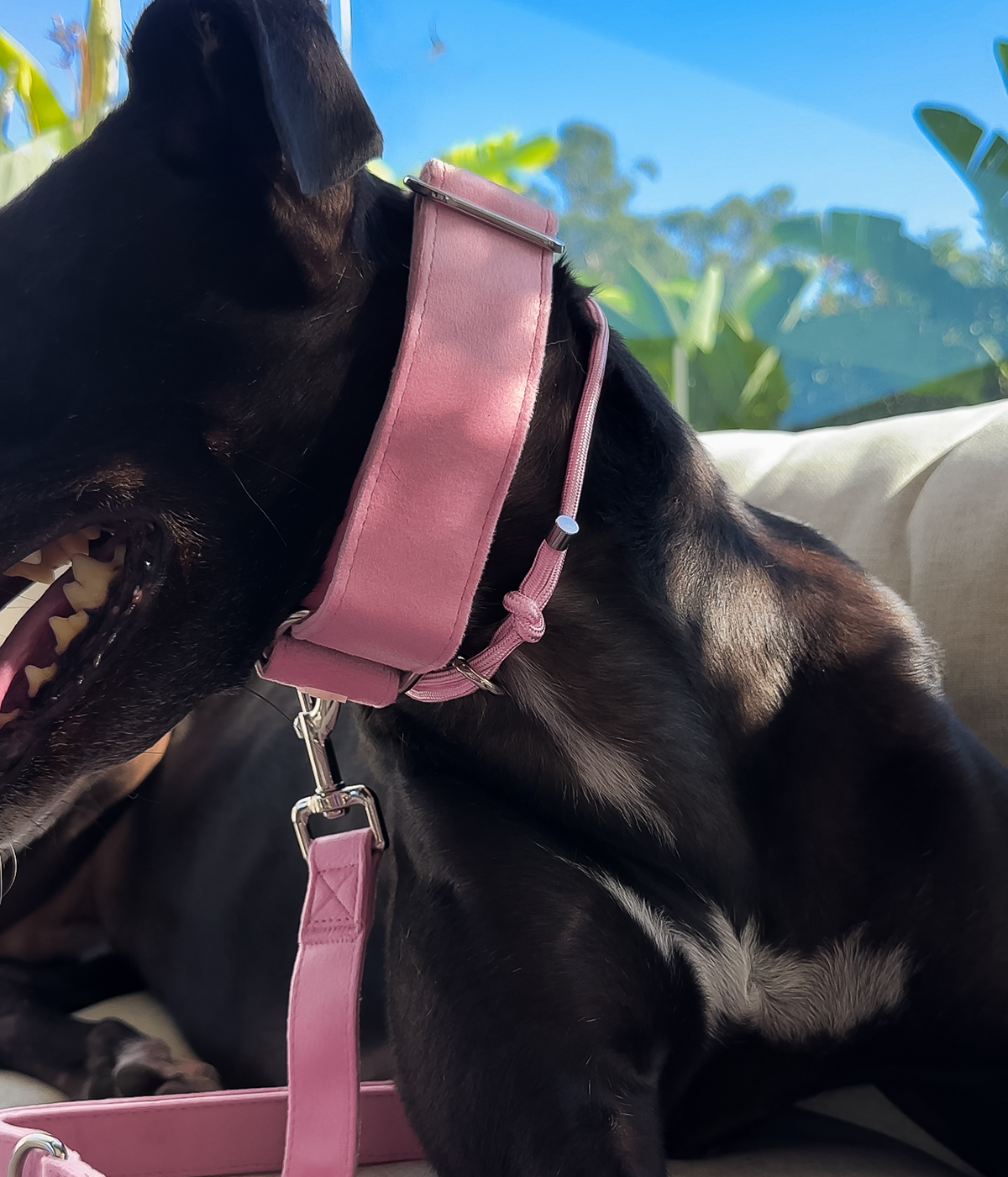 Martingale Collar - Velvet