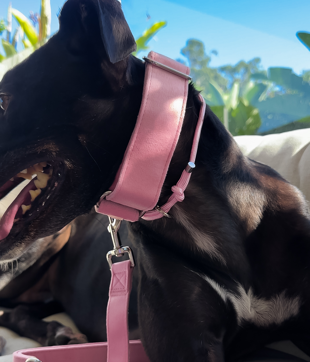 Martingale Collar - Velvet