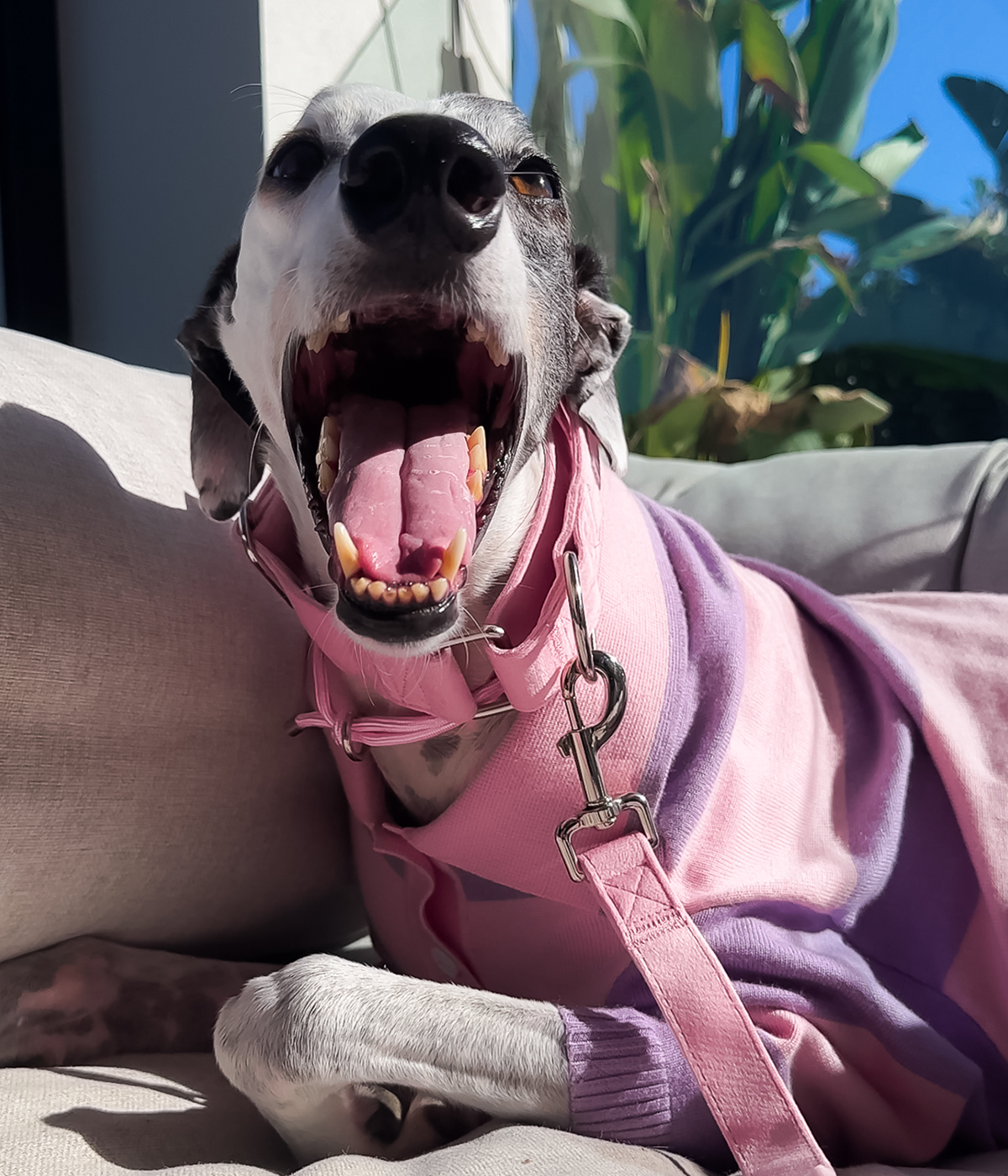 Martingale Collar - Velvet
