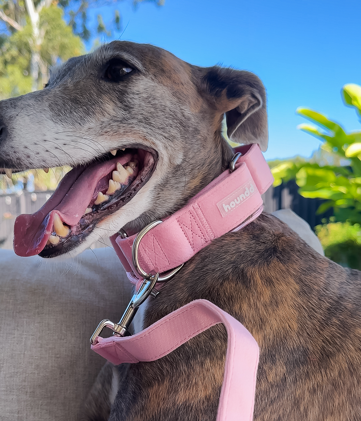 Martingale Collar - Velvet