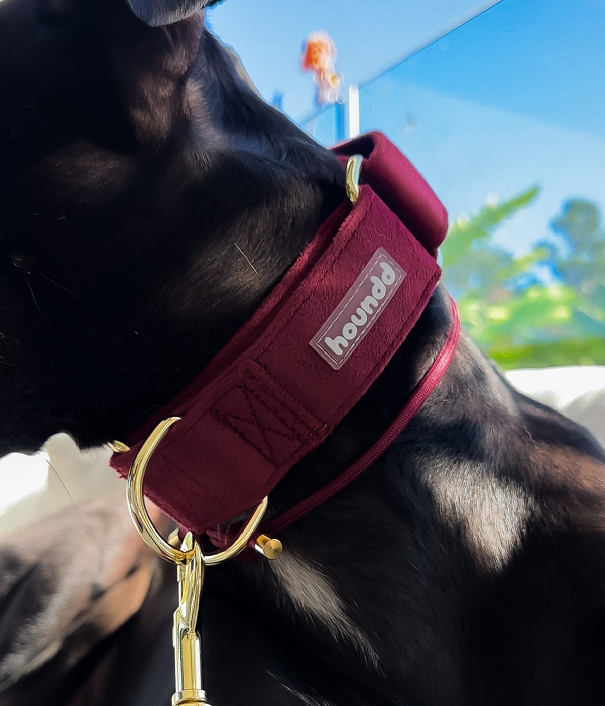 Martingale Collar - Velvet