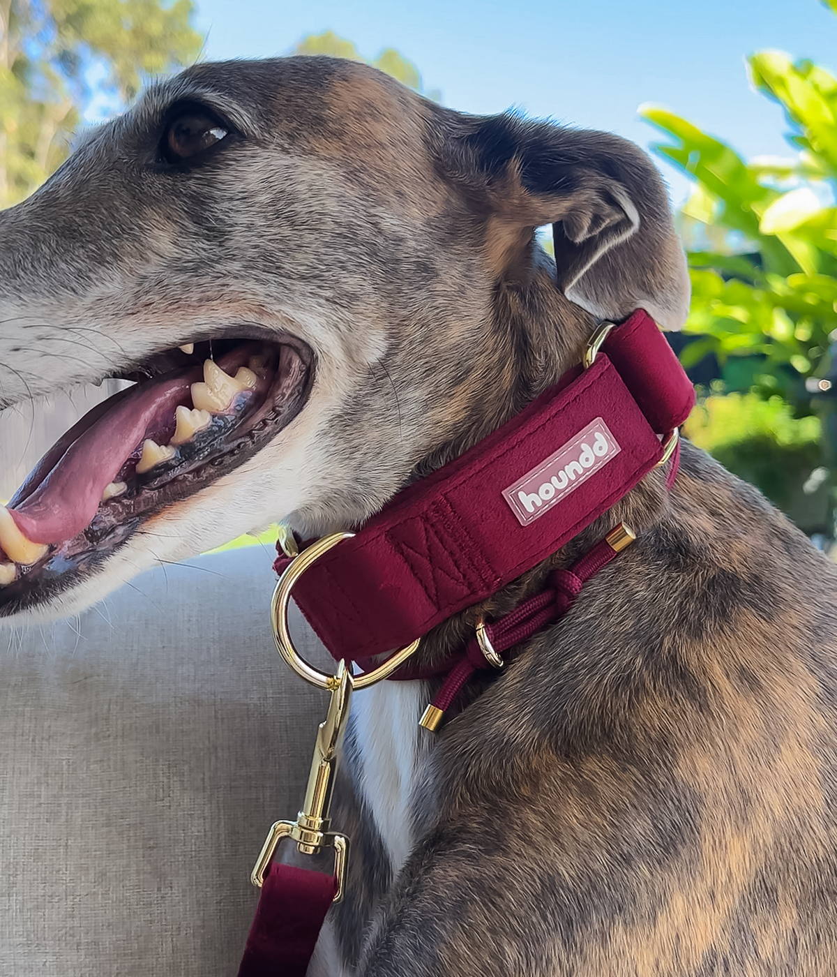 Martingale Collar - Velvet