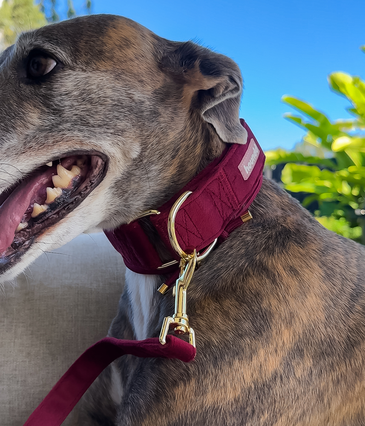 Martingale Collar - Velvet