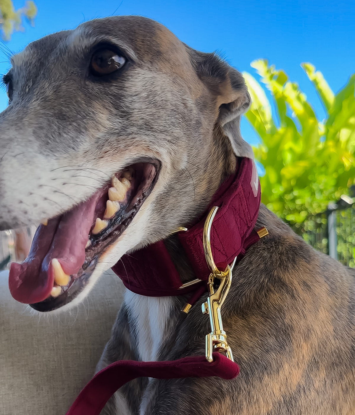 Martingale Collar - Velvet