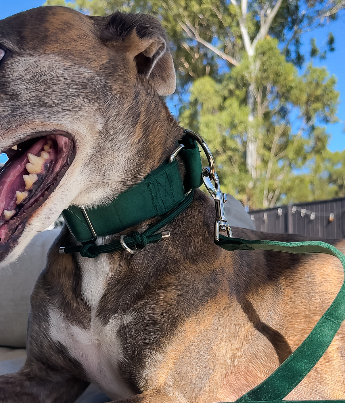 Martingale Collar - Velvet